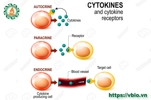 Cytokine - hiện tượng khiến cơ thể tự hủy hoại trước virus corona