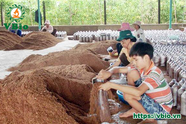 kỹ thuật trồng nấm hàu thủ khô