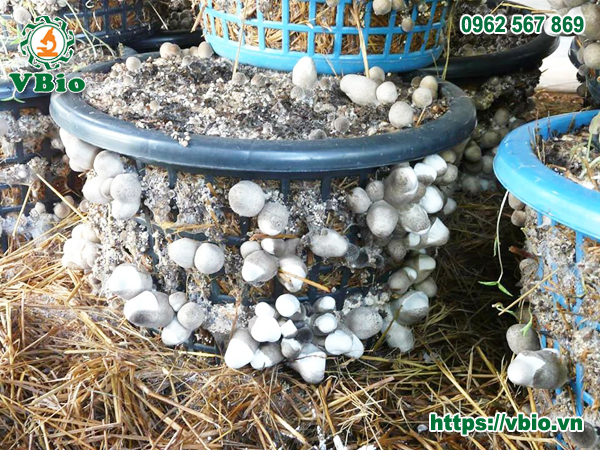 Cách trồng nấm rơm bằng sọt