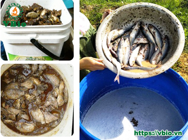 cách ủ phân cá để bón cho cây trồng