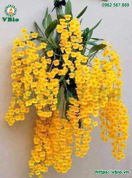 hoa lan kiều vàng