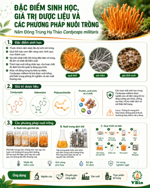 Đặc điểm sinh học của nấm Cordyceps militaris