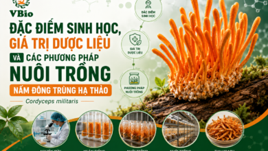 giá trị dược liệu của đông trùng hạ thảo
