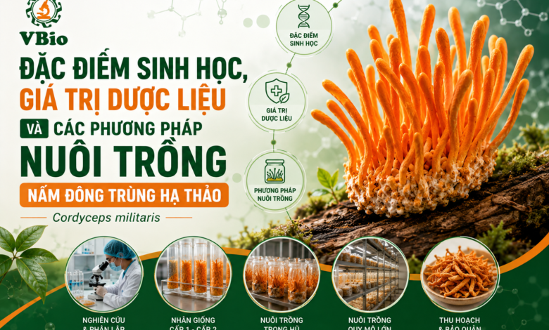 giá trị dược liệu của đông trùng hạ thảo