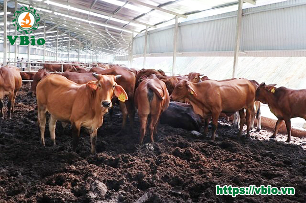 Đệm lót sinh học trong chăn nuôi bò