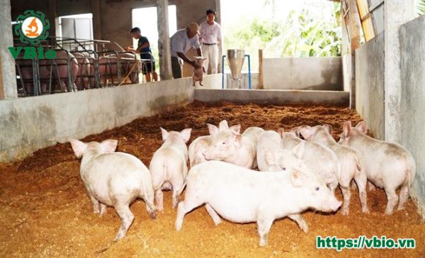 mô hình chăn nuôi lợn nái bằng đệm lót sinh học