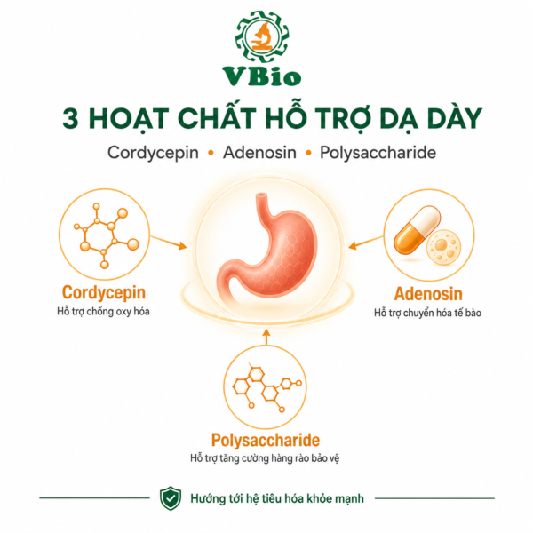 Infographic hoạt chất đông trùng hạ thảo – Cordycepin, Adenosin, Polysaccharide hỗ trợ dạ dày