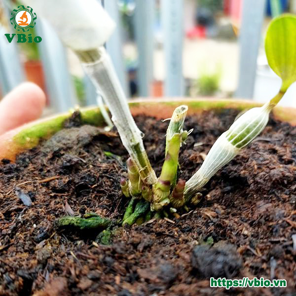 Trichoderma tạo ra nguồn dưỡng chất lý tưởng cho bộ rễ lan