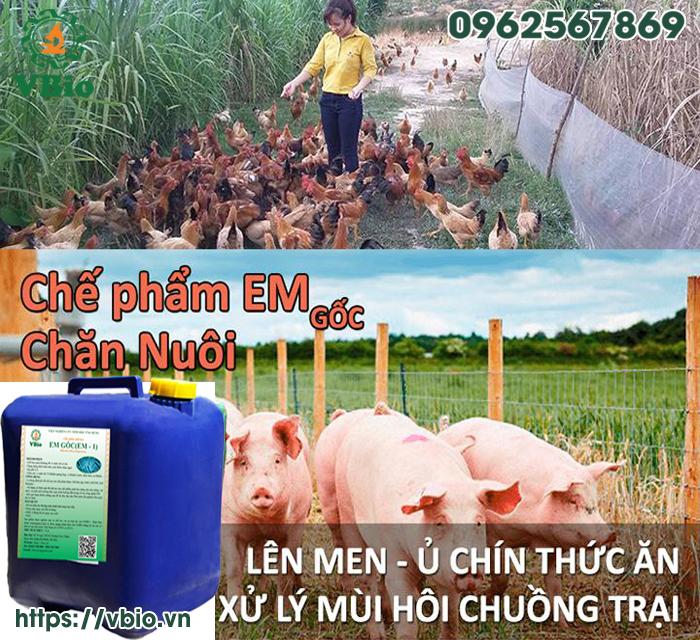 men khử mùi hôi chuồng trại chăn nuôi
