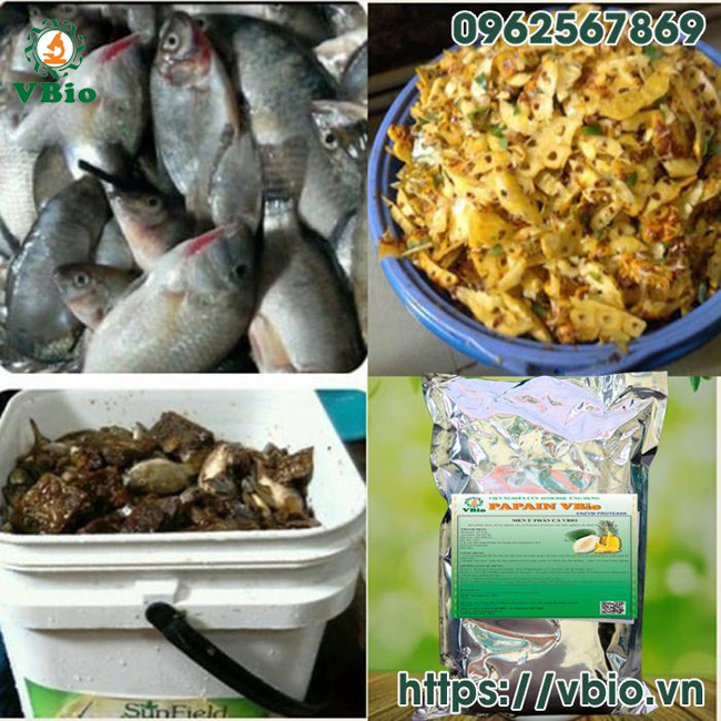 Ứng dụng chế phẩm sinh học trong xử lý phụ phẩm nông nghiệp