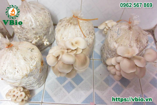 Cách trồng nấm sò