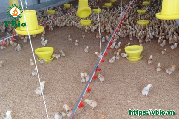 Kỹ thuật làm đệm lót sinh học trong nuôi gà