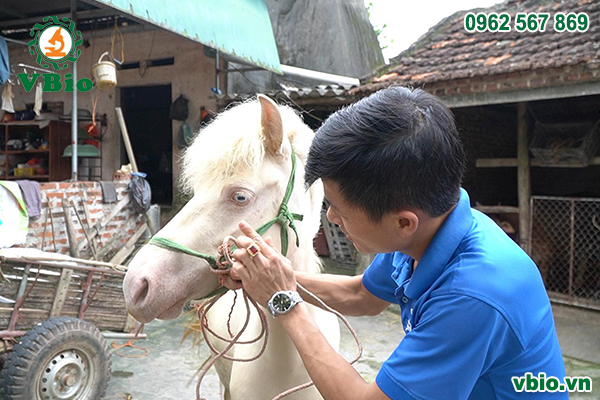 Tỷ phú nông dân nuôi ngựa ở Bắc Giang  Đăng trên báo Bắc Giang