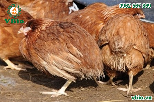 Một số bệnh thường gặp ở gà