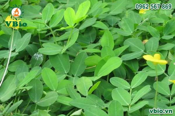 cỏ dại phổ biến tại Việt Nam