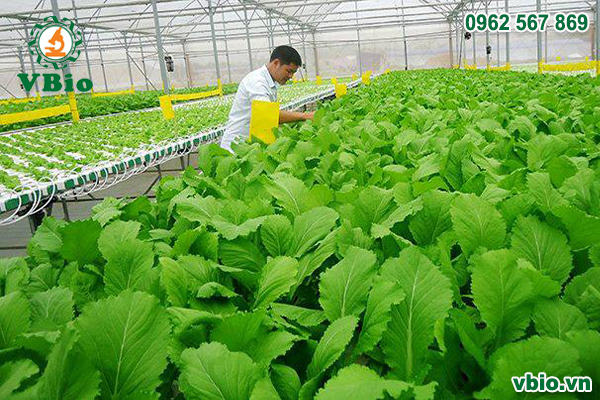 Quy trình cấp chứng nhận tiêu chuẩn hữu cơ nông nghiệp Việt Nam