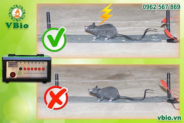 máy đánh chuột thông minh bằng điện SUMO