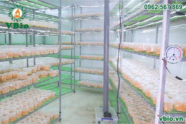 Máy tạo ẩm phòng nuôi đông trùng hạ thảo Sumo