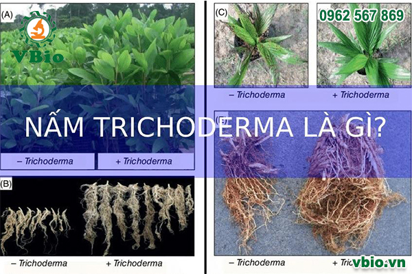 nấm đối kháng trichoderma là gì