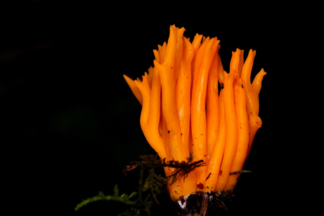 Nấm Đông Trùng Hạ Thảo Cordyceps militaris nuôi trồng màu cam vàng đặc trưng