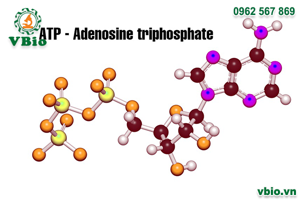 Adenosine là gì?