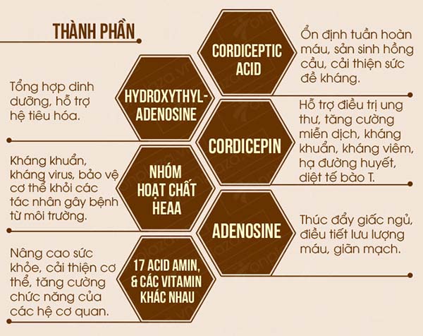 thành phần dinh dưỡng quan trọng của đông trùng hạ thảo