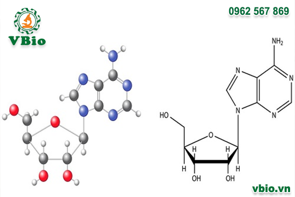 Cordycepin