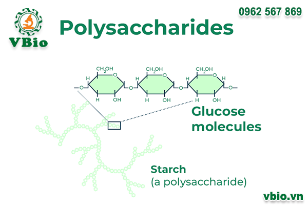 Polysaccharides