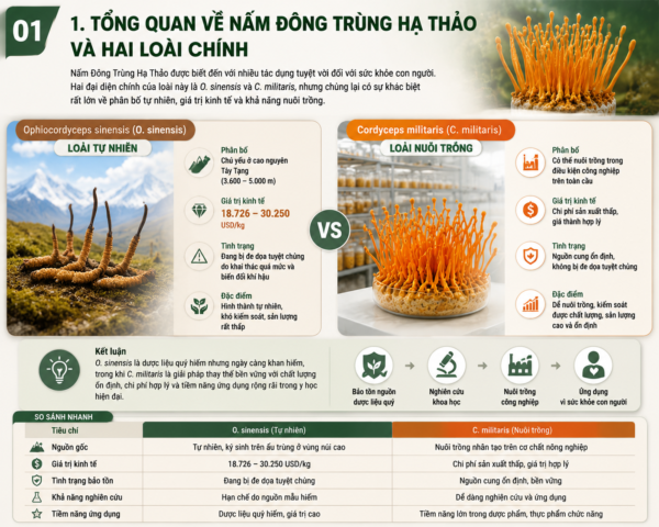 Tổng Quan về Nấm Đông Trùng Hạ Thảo và Hai Loài Chính