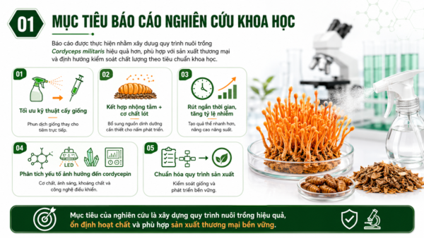Mục Tiêu Báo cáo khoa học Tối ưu hóa quy trình nuôi trồng Cordyceps militaris bằng phương pháp phun dịch giống kết hợp đặt nhộng trên cơ chất lót