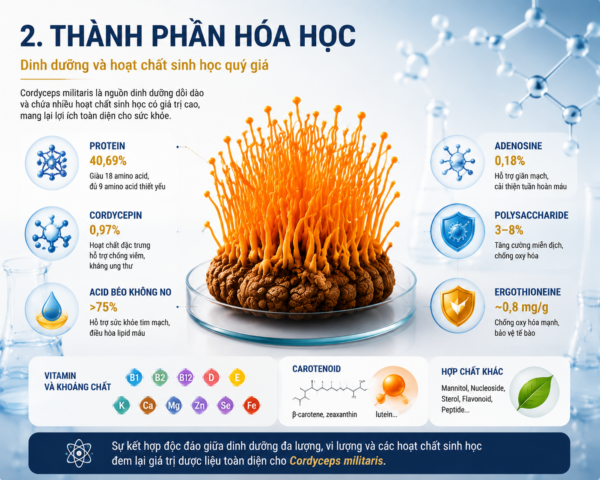 Thành Phần Hóa Học và Dinh Dưỡng Vượt Trội Của Cordyceps Militaris