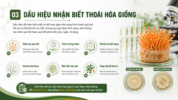 Dấu hiệu nhận biết thoái hóa giống ở nấm đông trùng hạ thảo