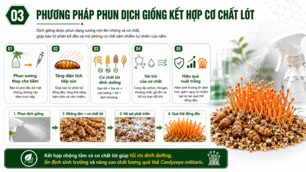 Phương pháp phun dịch giống kết hợp cơ chất lót