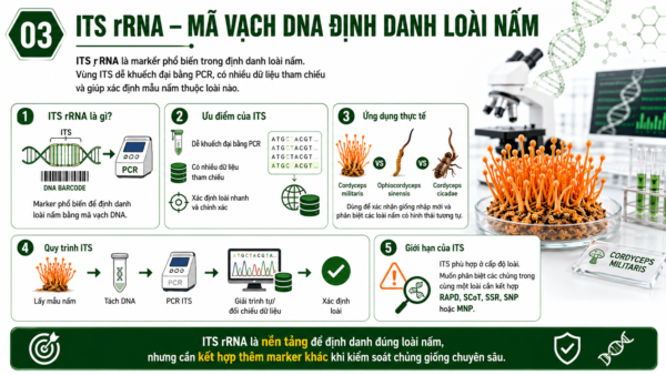 ITS rRNA là marker phổ biến trong định danh loài nấm