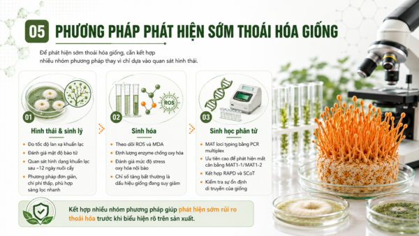 Phương pháp phát hiện sớm thoái hóa giống ở nấm đông trùng hạ thảo