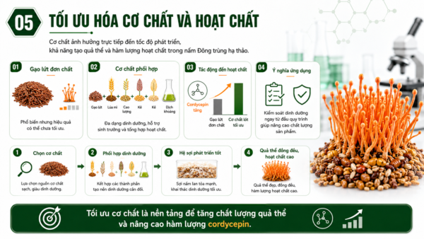 Tối ưu hóa cơ chất và hoạt chất