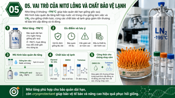 Nitơ lỏng ở nhiệt độ khoảng -196°C là phương pháp bảo quản dài hạn