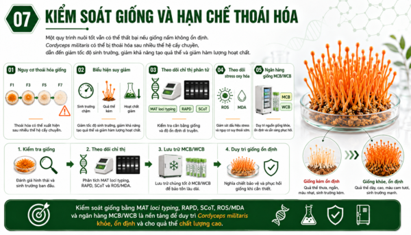 Kiểm soát giống và hạn chế thoái hóa