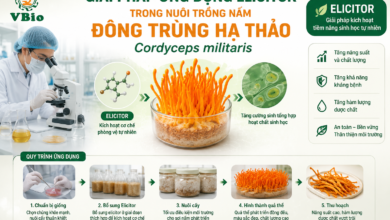 iải pháp ứng dụng elicitor trong nuôi trồng nấm Đông trùng hạ thảo