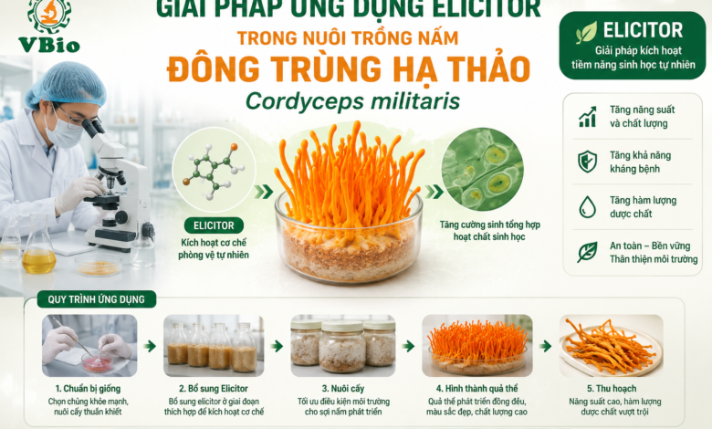 iải pháp ứng dụng elicitor trong nuôi trồng nấm Đông trùng hạ thảo